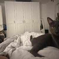 Tayo u. Gloria suchen liebevolles Zuhause, Kater zur Adoption
