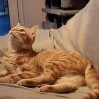 Sines -liebevolles Kitten, Katze zur Adoption