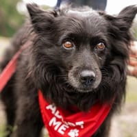 Kleine  Daisy  erwartet dich bereits in 01640 Coswig, Hündin zur Adoption