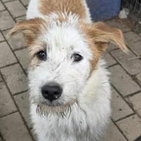 Junghündin Shaba sucht Familie, Hündin zur Adoption
