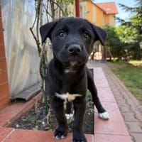 Velma, süßer Welpe sucht neues Zuhause, Hündin zur Adoption