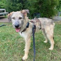 Odi - unser süßer Strubbel, Hund zur Adoption