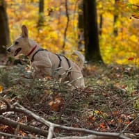 Bibi wartet auf ein 4ever home in 89155 Erbach, Hündin zur Adoption