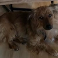 Wer verliebt sich in Bambam?, Hund zur Adoption