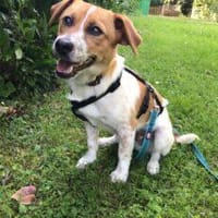 Robby 30 cm (Pflegestelle), Hund zur Adoption