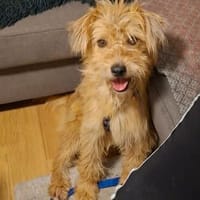 Elliot sucht Zuhause, Hund zur Adoption