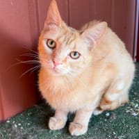 Maribell - die Seltenheit, Katze zur Adoption