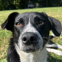Kleiner ZIGGY wartet in Hattingen (Ruhr)!, Hund zur Adoption