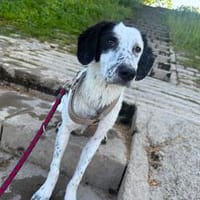 Nala W 8Monate sucht treue Begleitung, Hündin zur Adoption
