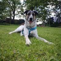 Junger großer Rüde Mark sucht ländliches Zuhaus, Hund zur Adoption