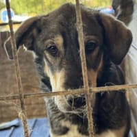 Kaji - Hat viel Glück gehabt  🐕, Hund zur Adoption