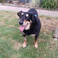 Ruhige Hündin Jade, Hündin zur Adoption