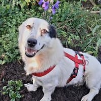 Pauline sucht ein Zuhause, Hündin zur Adoption