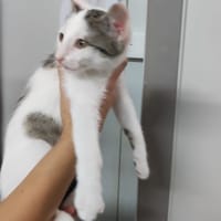 Coton, chat à adopter