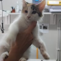 Flanelle, chatte à adopter