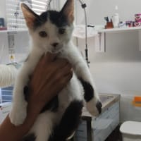 Velours, chat à adopter