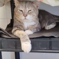 NUAGE, chat à adopter