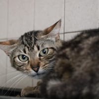 PATTY HAB17591, chatte à adopter