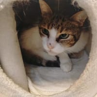 zozo, chat à adopter