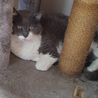 MINETTE, chatte à adopter