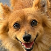 Gusto, chien à adopter