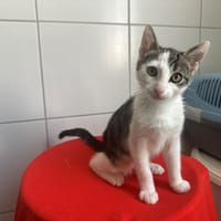 Barbouille, chat à adopter