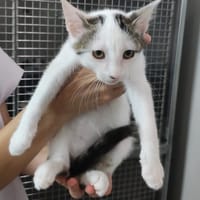 Cashmere, chat à adopter