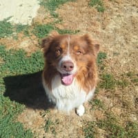 ULYSSE, chien à adopter