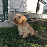 AKIRA, chien à adopter