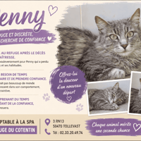PENNY, chatte à adopter