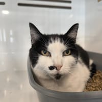 KUSBA, chatte à adopter