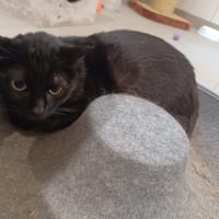 Salemme, chat à adopter