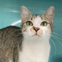 SCRAYA, chatte à adopter