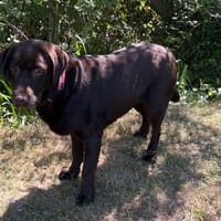 JOY PAA24285, chienne à adopter