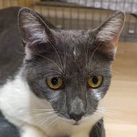 SPARKY, chat à adopter