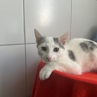 BIDULE, chat à adopter