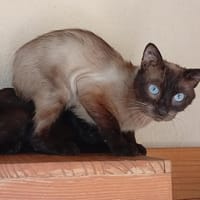 Saphir, chat à adopter