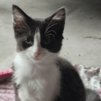 BULLE, chatte à adopter