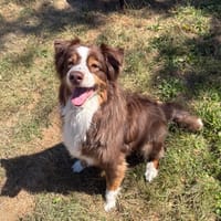 OWEN PAA24286, chien à adopter