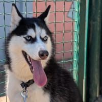 LILO, chienne à adopter
