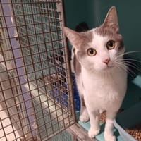Polochon, chat à adopter