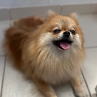 CHANEL, chienne à adopter