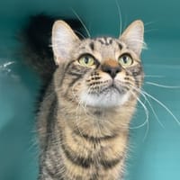 ARIA, chatte à adopter