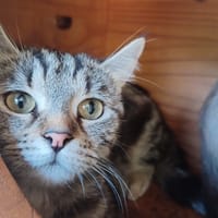 Suki, chatte à adopter