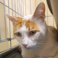 FRANKENWEENIE, chat à adopter