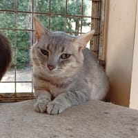 Neko, chat à adopter