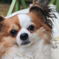 rox, chien à adopter