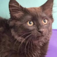 SCAR, chat à adopter