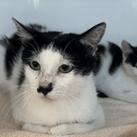 Béchamel, chatte à adopter