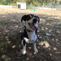 BELLA, chienne à adopter